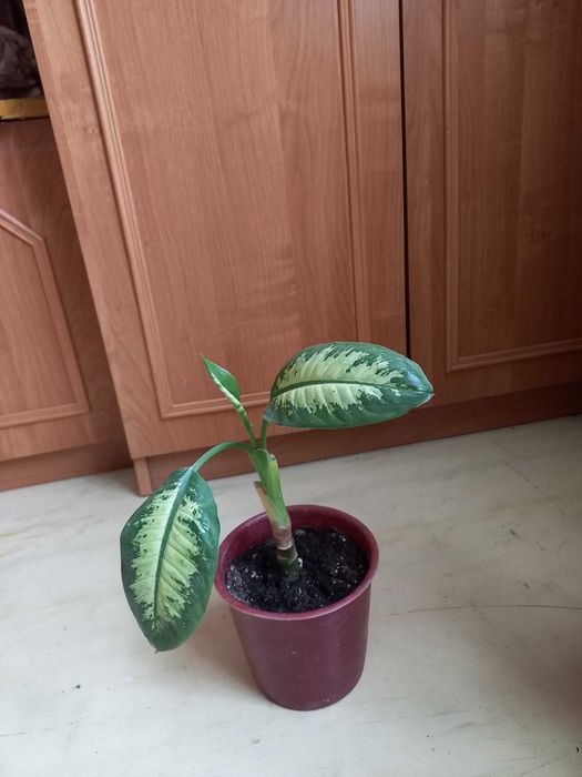 Продам комнатные цветы