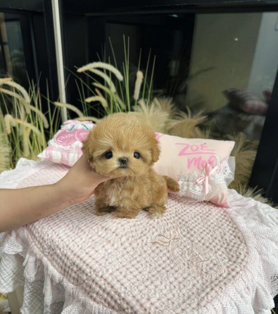 Собачка малитипу.