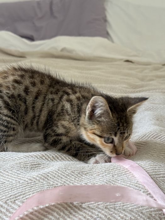 Котенок в добрые руки