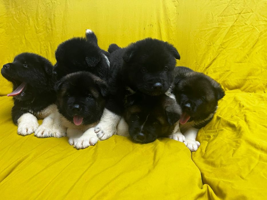 Продам щенков американской акиты