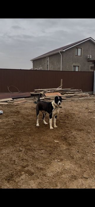 Ит сатылады.азиат