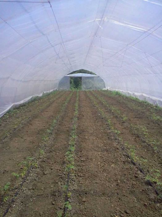 Vând 3 Solarii Profesionale 8x32m–Arcade tip Fermă(Duble)–H- 3.5m