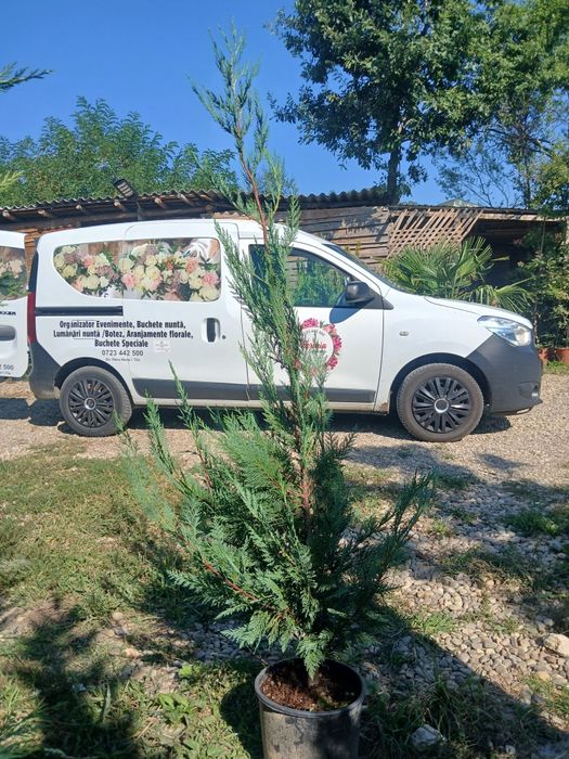 Leylandii gard viu oferta 75 ron