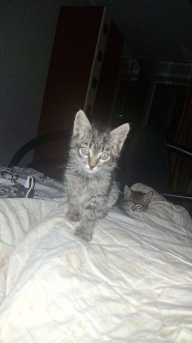 Котята 2 малчики