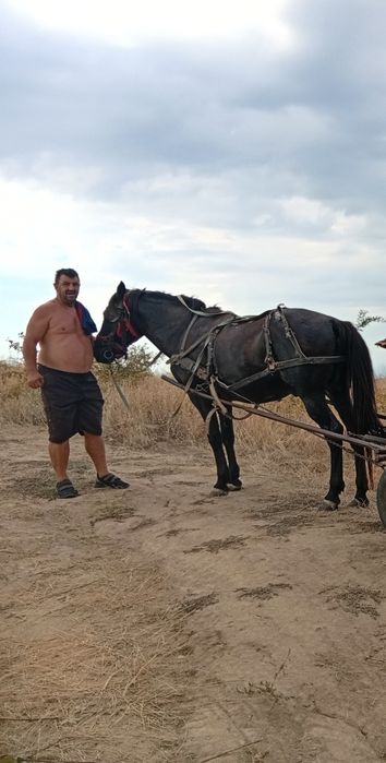 Vând capre și un cal
