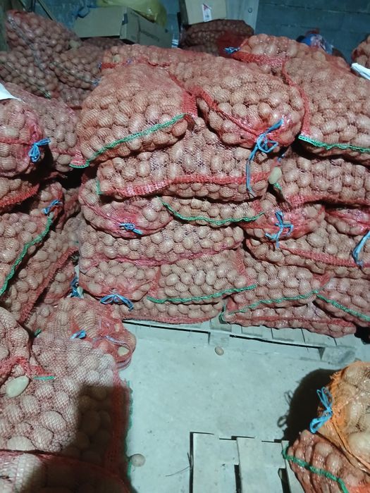 De vânzare zare cartofi de samanta bellarosa