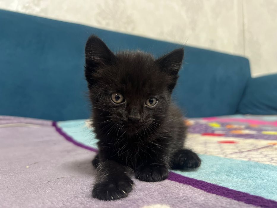 Кошка и котята отдам