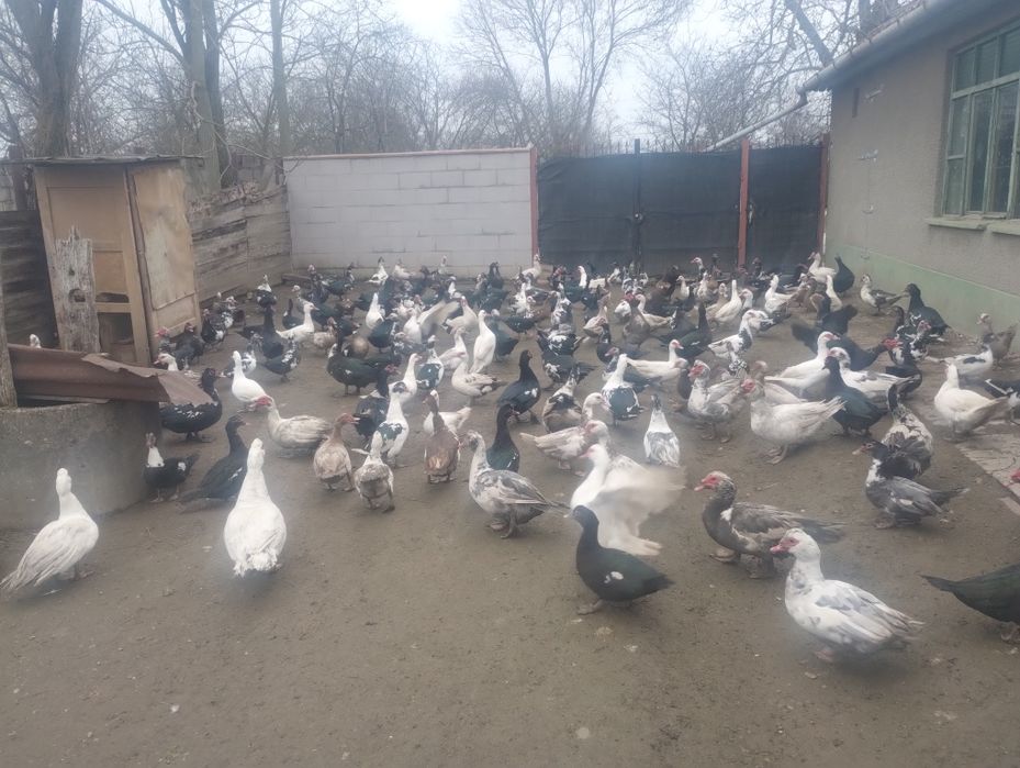 Vând/ schimb rațe și  rățoi