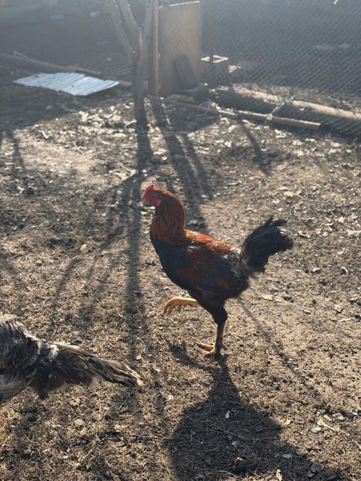 Петухи прошлогодние