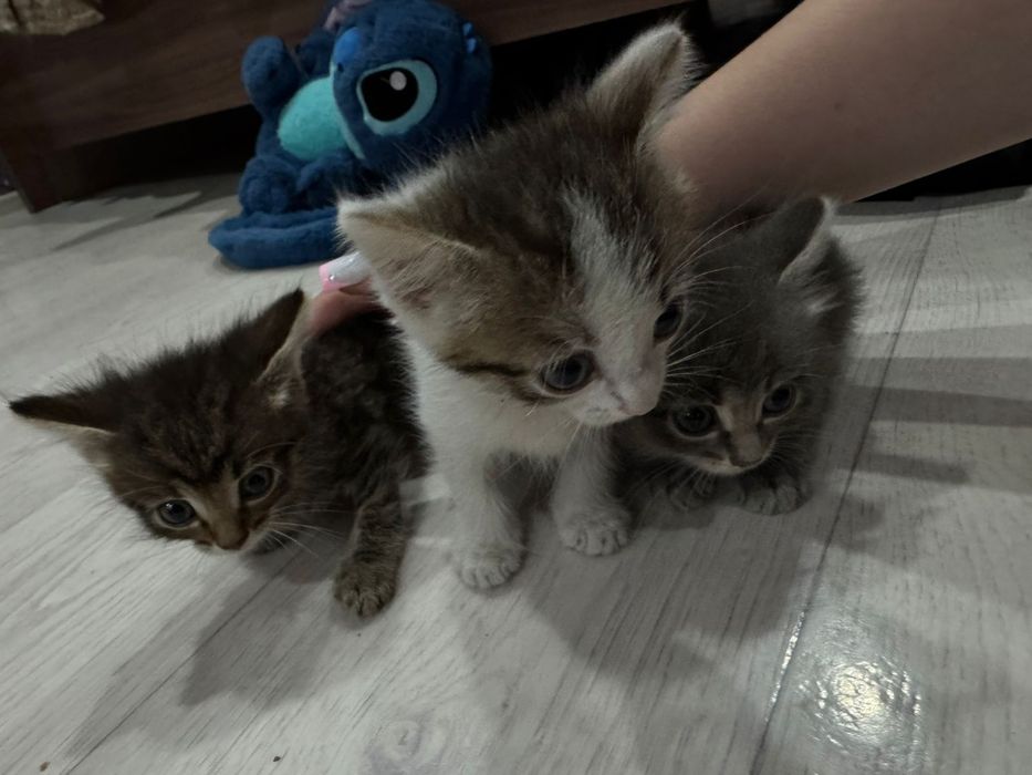 Отдам котят в добрые руки
