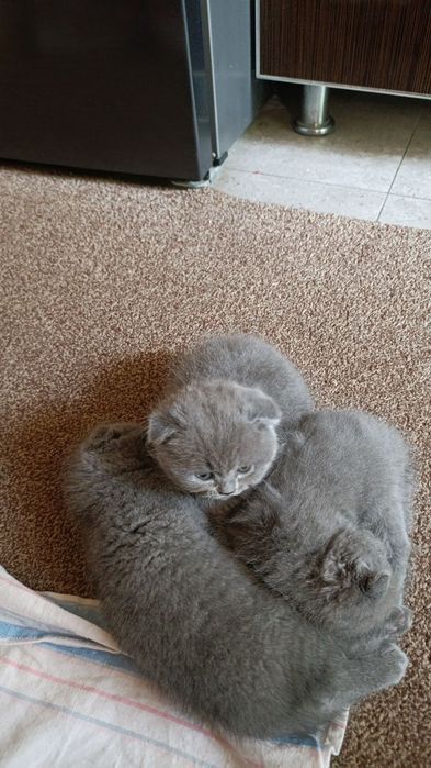 Котята Британская шиншилла