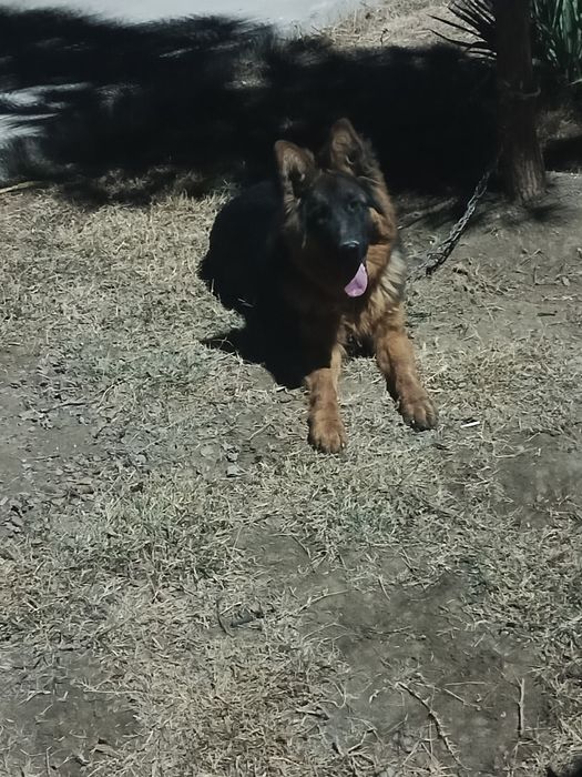 Afcharka it sotiladi