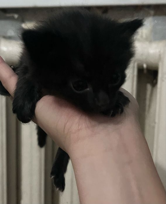Котята 2 породистые 2 чёрные
