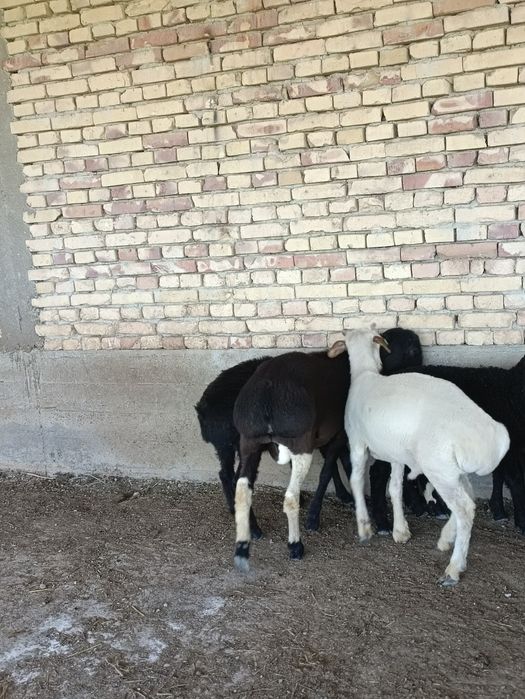 Кузи кучкорчалар сотилади
