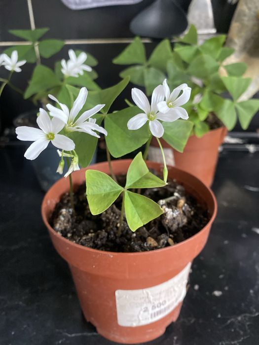 Оксалис зеленый, бабочка продам