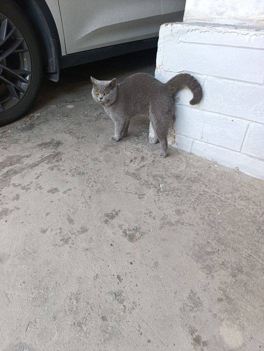 scottish fold mushuk