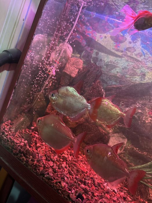 Рыбки аквариумные. Мирные Рыбы доллар, золотые для аквариума разные