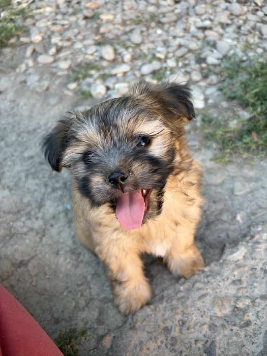 Fetita bichon havanez