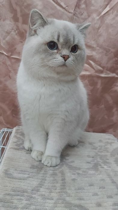 Sotilmaydi Vyazka qiz mushuklarni uyga taklif qilamiz