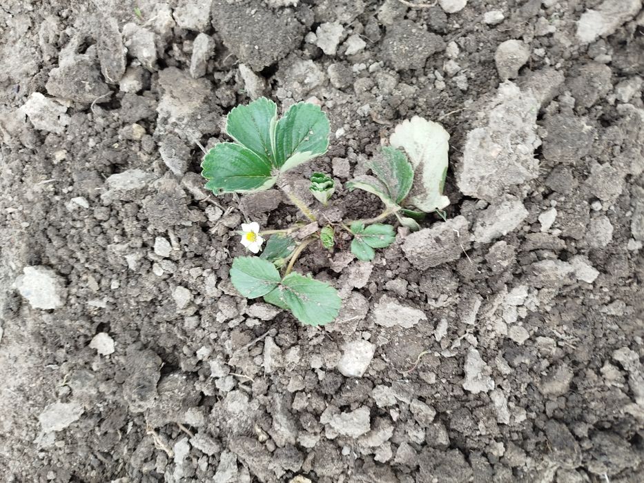 Клубника рассада