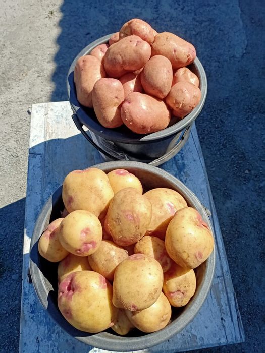 Картошка дачная