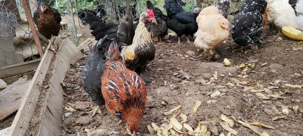 Пилета 6 седм,кокошки носачки,пресни яйца