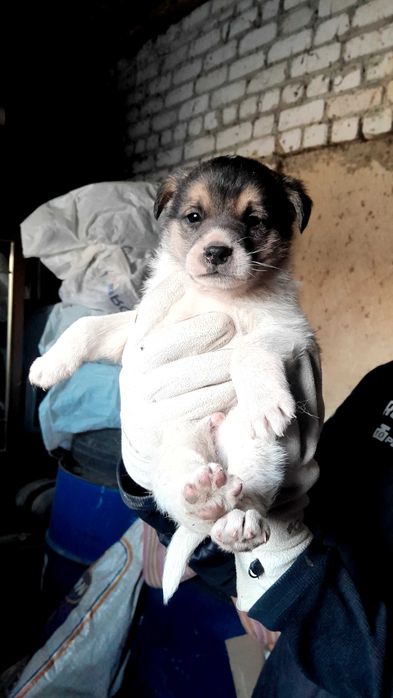 Милые щенки ищут дом