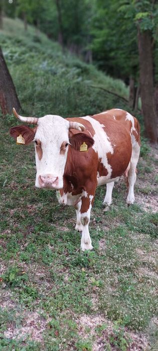 Mă vinde stăpânul,vaca rasa baltata românească cu vițel!