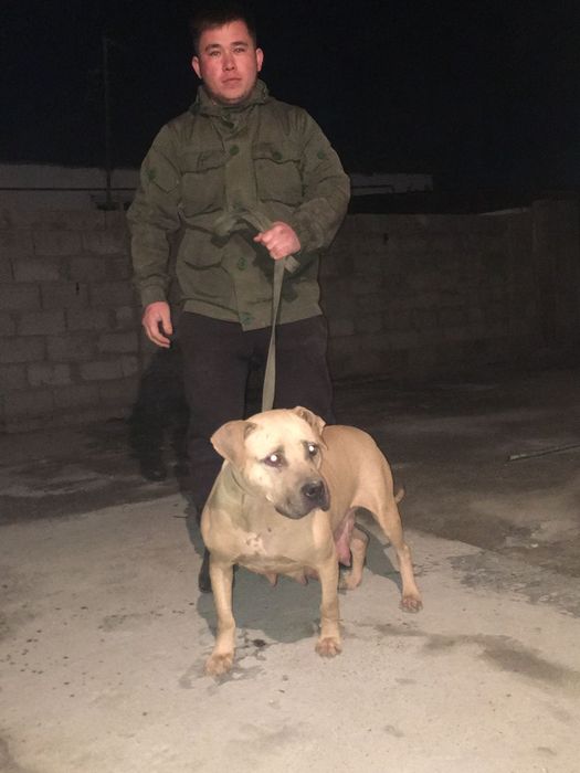 Щенок Питбуль девочка
