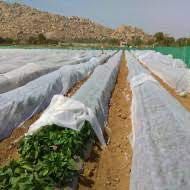 FOLIE Microporoasa ANTI INGHET-AGRIL 25.25x100m; 18.95x100m; 15.8x100m