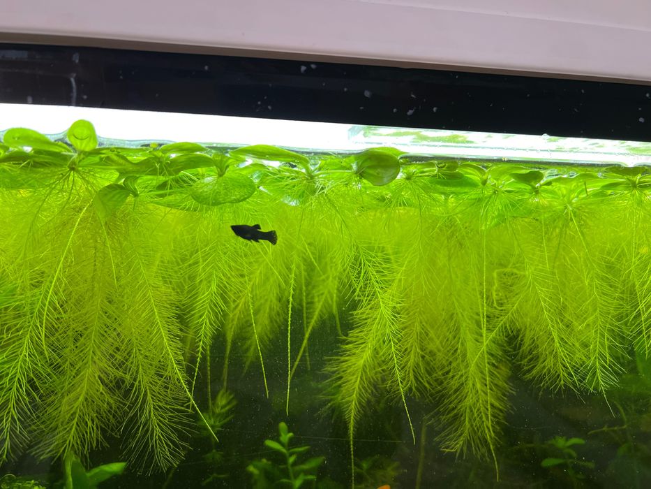 Plante acvariu de suprafață