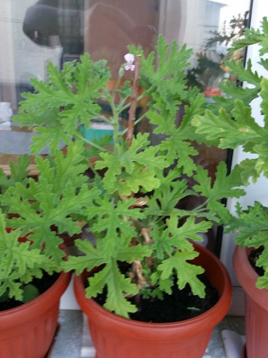 Индрише, красиво, ароматно!