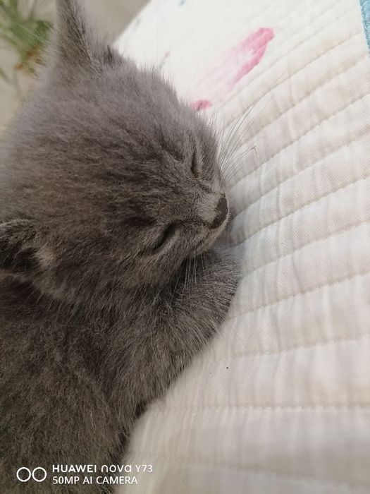 Котята ищут семью