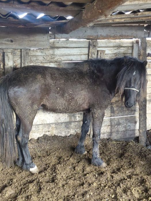 Продам жеребца 4-жасар