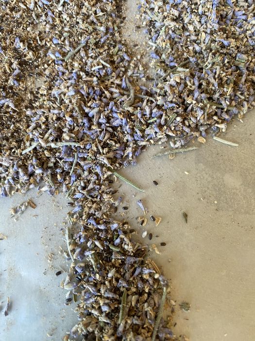 Lavanda urugi bor fransuskiy