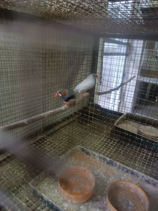 Продаются зебровые амадины