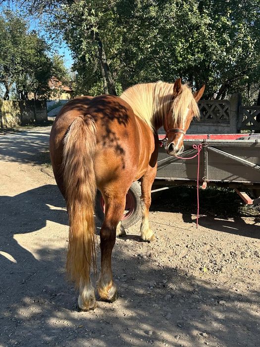 Vând manza semigrea