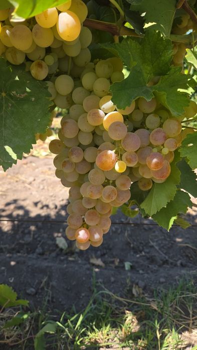 Продам столовый и винный виноград