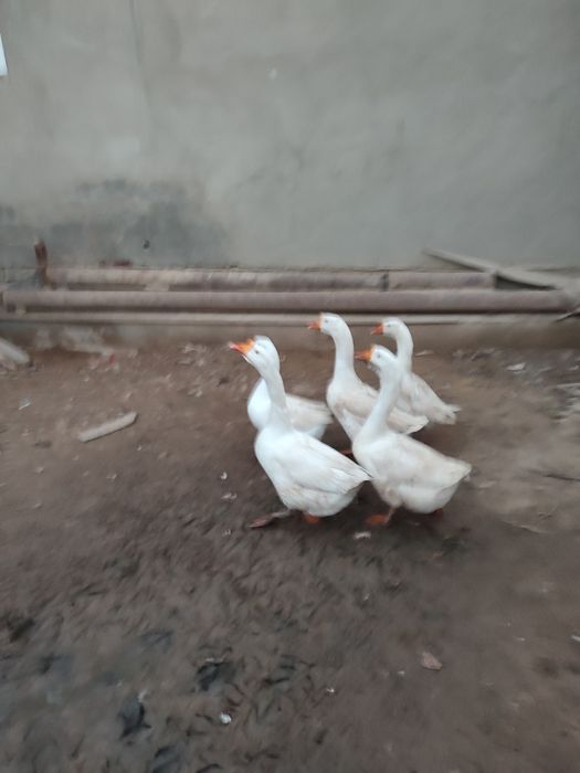 Гоз ва гозди тухмлари сотилади