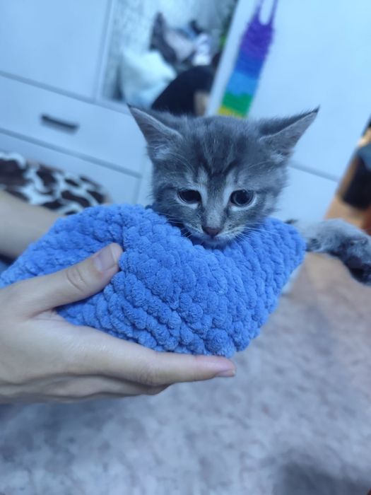 Котята милашки...