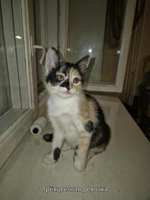 Одам котят в добрые руки