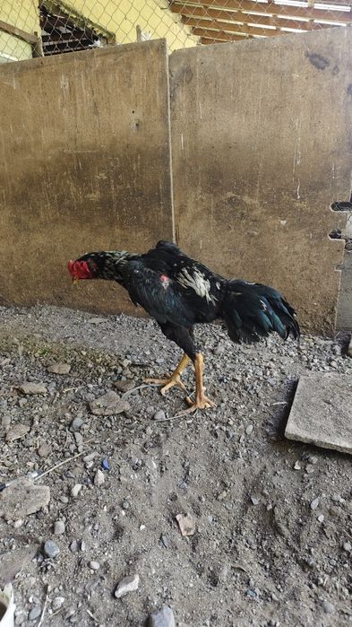 Продам петуха бойцовского