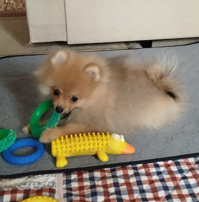 Девочка померанского шпица