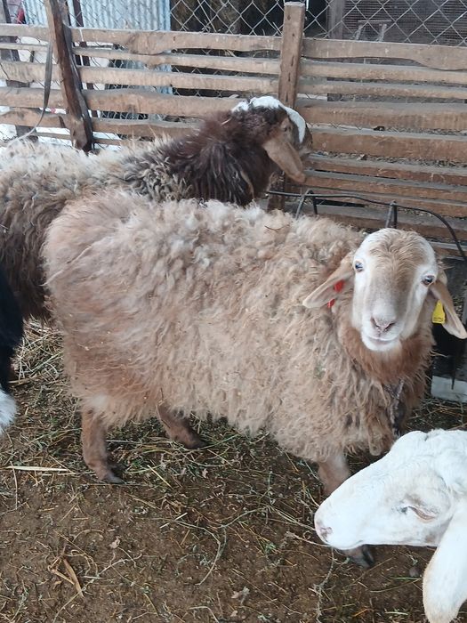 Бараны, қойлар..