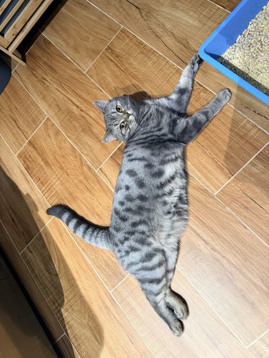 Кот британской породы