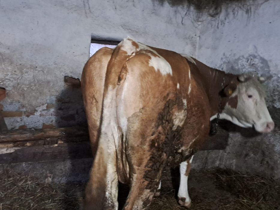 Vând 5 vaci cu lapte