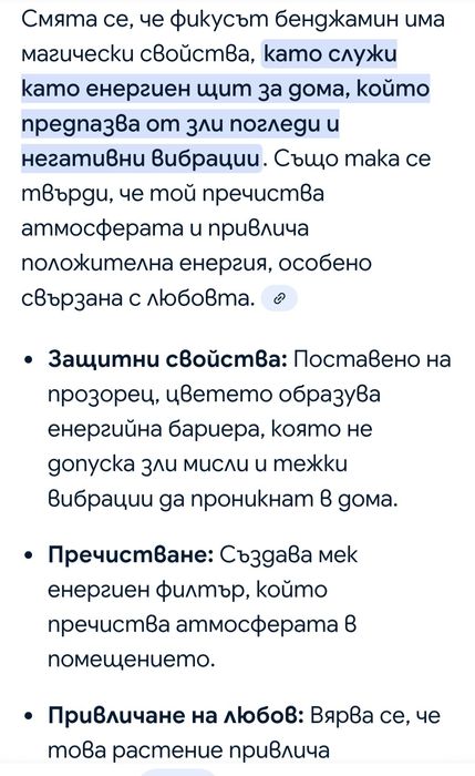 Фикус Бенджамин 220 см