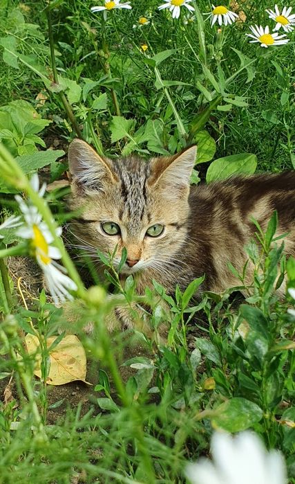 Котята, 4 месяца в добрые руки!!