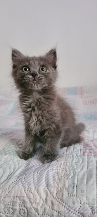 Отдам красивого котёнка