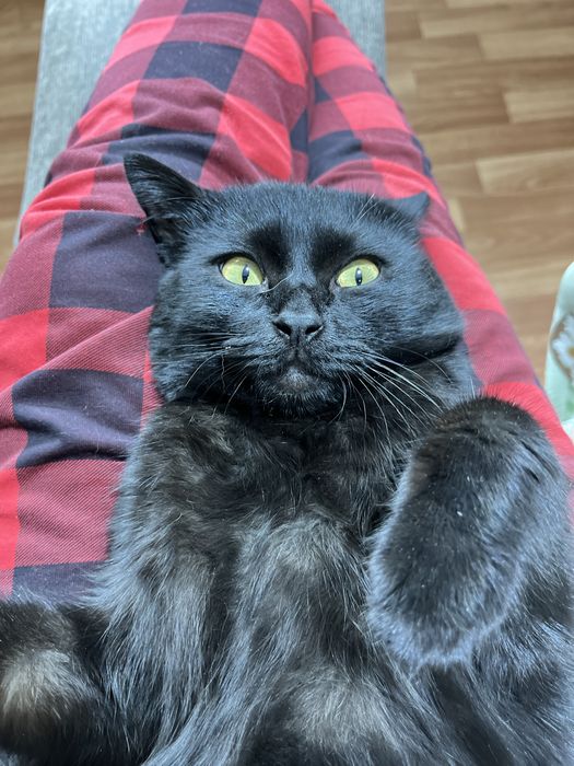 Помогите найти кота